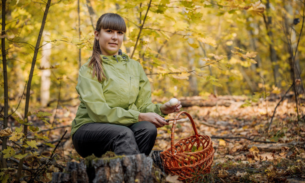 SEZONA JE U PUNOM JEKU Evo koje gljive se beru na jesen (KALENDAR BRANJA)