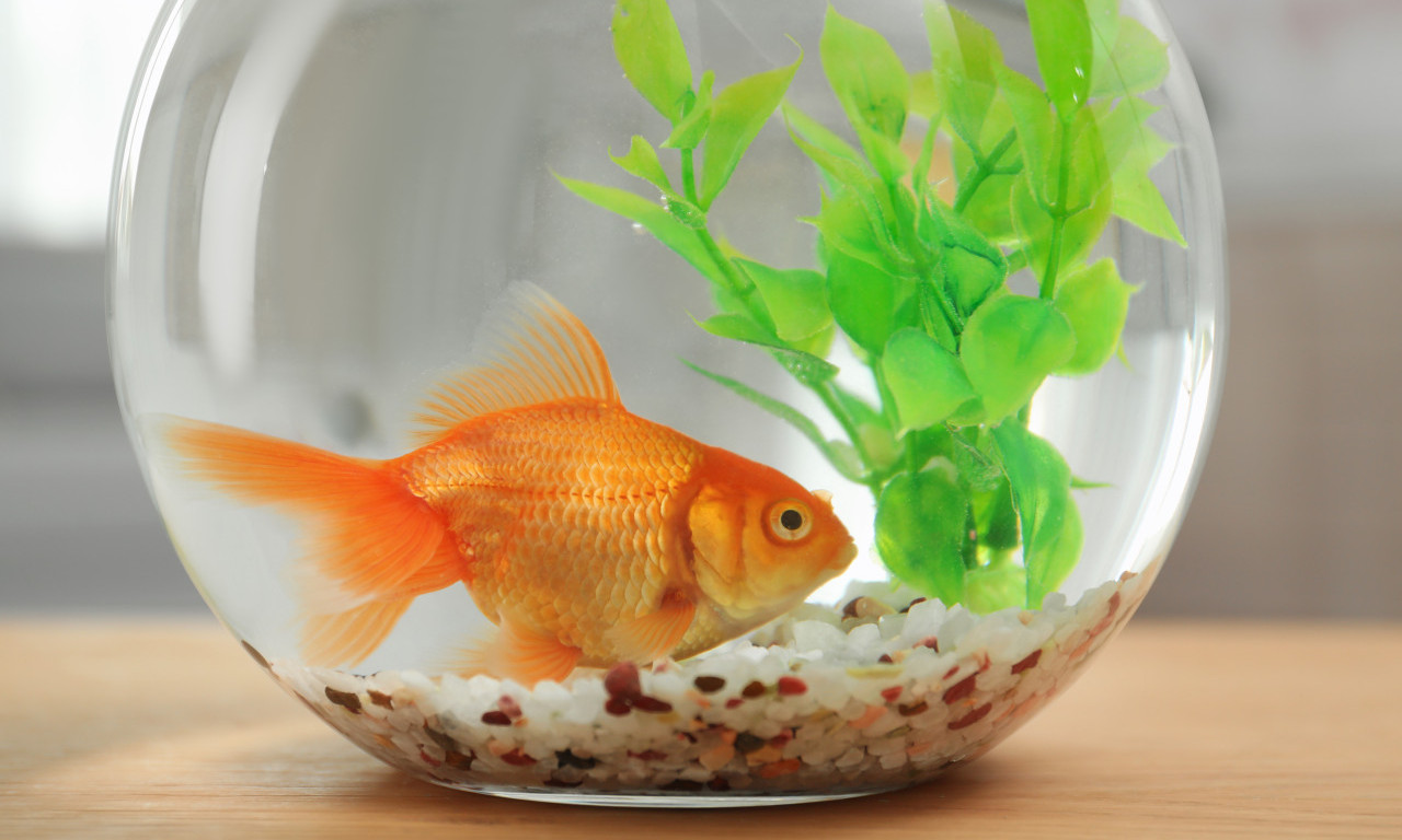 DA LI STE REŠILI AJNŠTAJNOVU ZAGONETKU O ZLATNOJ RIBICI? Pitali smo ChatGPT da uradi to za vas i evo da li ste pogodili