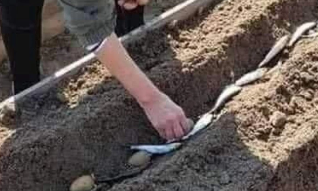 POSADITE KROMPIR NA NOV NAČIN: Skandinavci se kunu da ovaj metod "radi" i donosi dobar rod