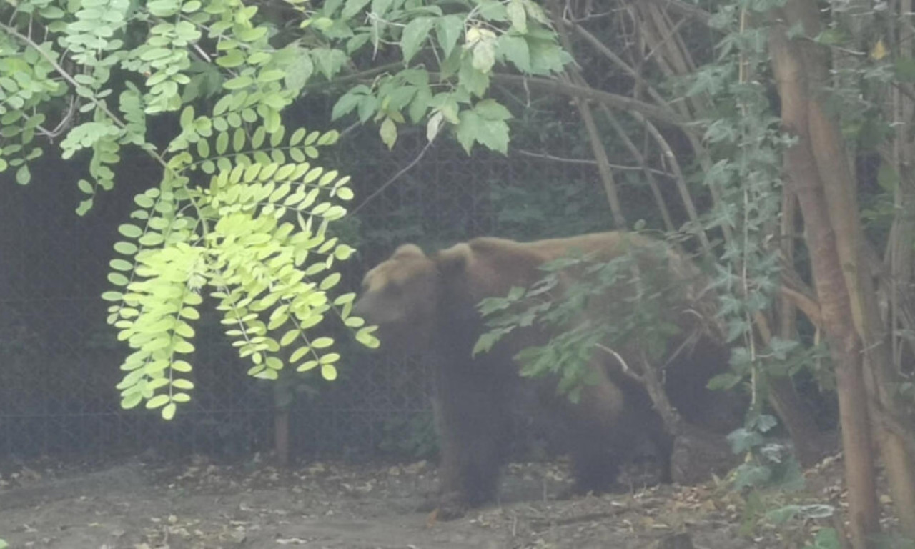 U OVOM SRPSKOM SELU MEDVEDI SE KREĆU U ČOPORIMA Meštani u panici: "Pitanje je kada će doći do tragedije"