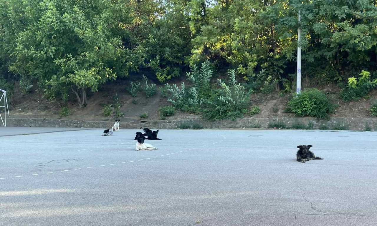 ŠKOLSKO DVORIŠTE NA ZVEZDARI POD OPSADOM PASA LUTALICA Roditelji upozoravaju na opasnost po decu (FOTO)