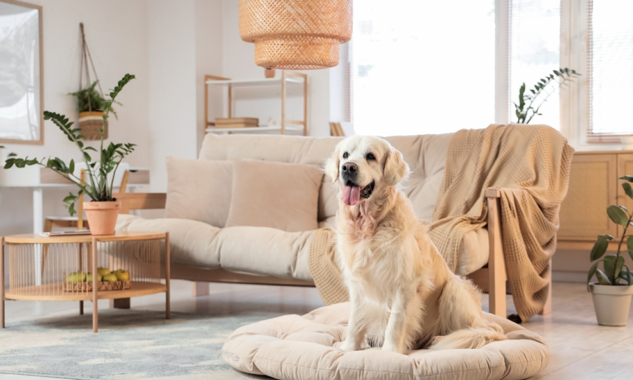 ZAŠTO PSI NE LAJU NA SVAKOGA Šta nam sve lajanjem poručuju