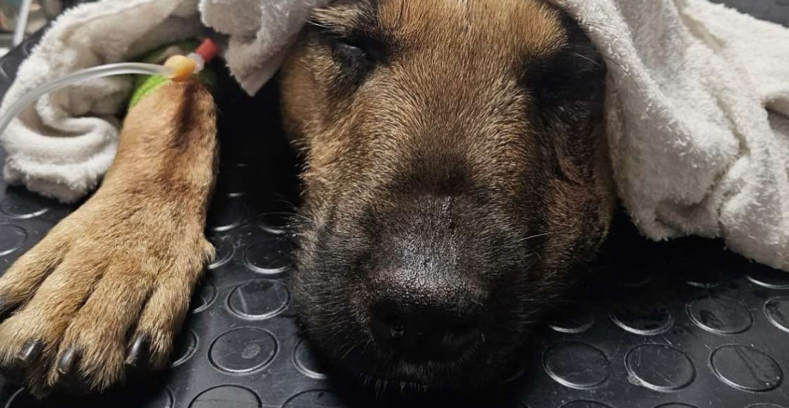 POTRESAN PRIZOR! MONSTRUM KRVNIČKI PRETUKAO PSA Sada mali Njonjo traži dom, jer će ga na ulici ubiti (FOTO)