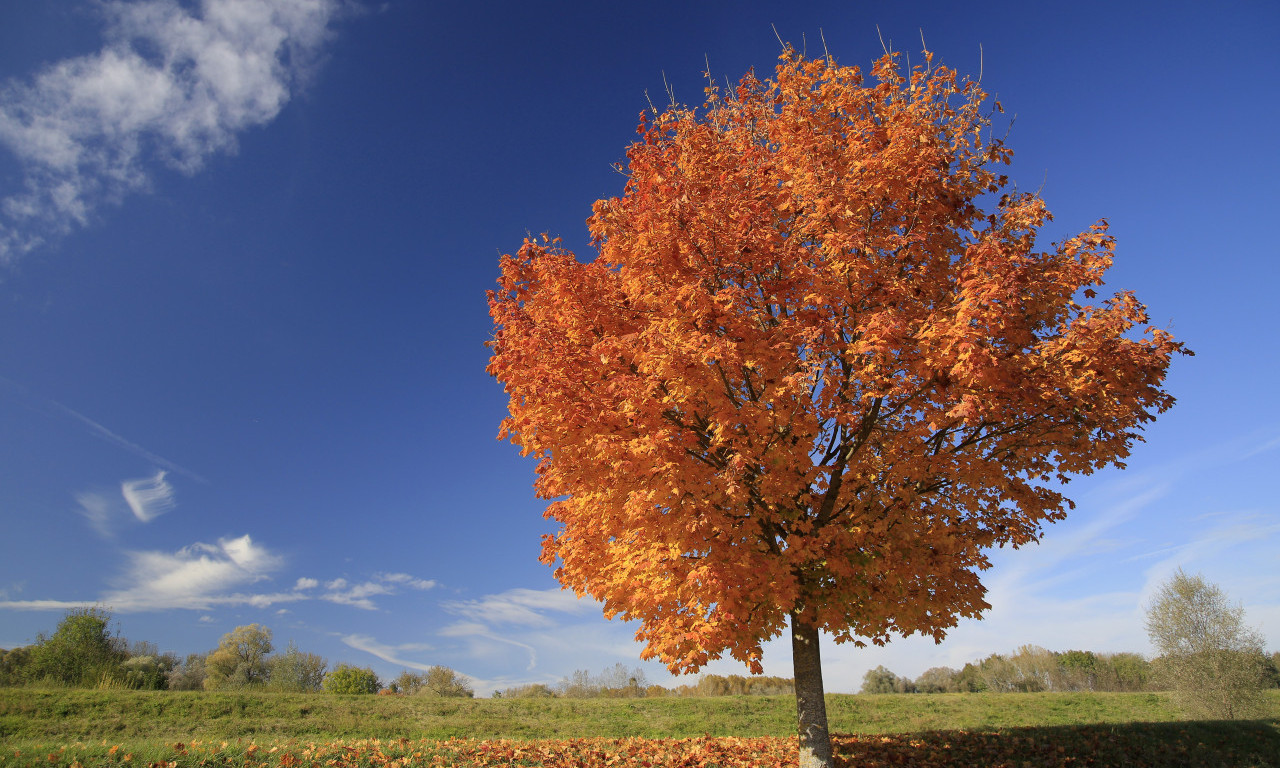 ZAŠTO JAVOR U JESEN POŽUTI I ODBACI LIŠĆE, DOK BOR OSTAJE ZELEN TOKOM CELE GODINE? Pročitajte sjajnu lekciju o biznisu