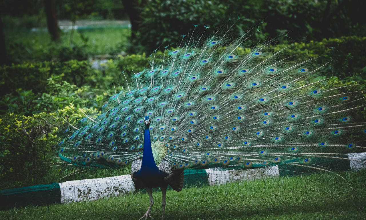 UBIO I POJEO SVOJA DVA PAUNA U INAT KOMŠINICI Muškarac uhapšen zbog okrutnosti prema životinjama