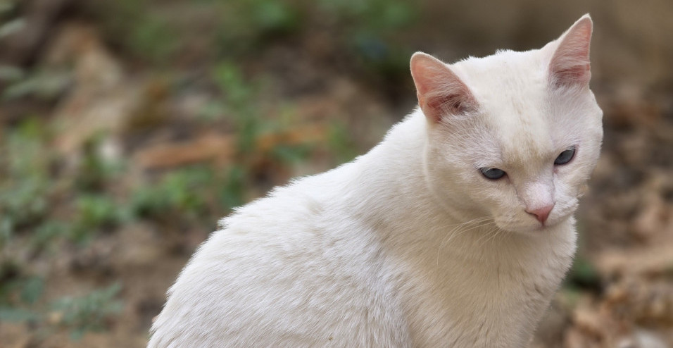 SVI ZNAMO ŠTA ZNAČI KAD NAM CRNA MAČKA PREĐE PUT, A KAD TO URADI BELA? Evo šta kaže verovanje