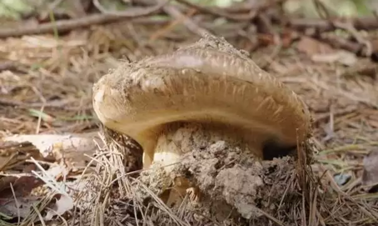 TO SE ZOVE BIZNIS! Osam pečuraka na pijaci prodato za skoro 5.000 evra