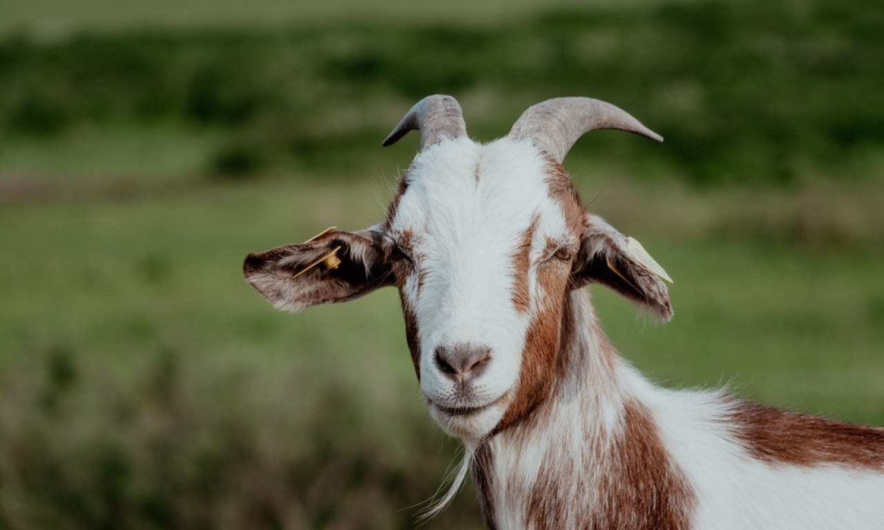 OTVORIO AUTO I ZANEMEO! Našao jariće i kokoške u svom vozilu, a uz njih pismo koje će vas rasplakati