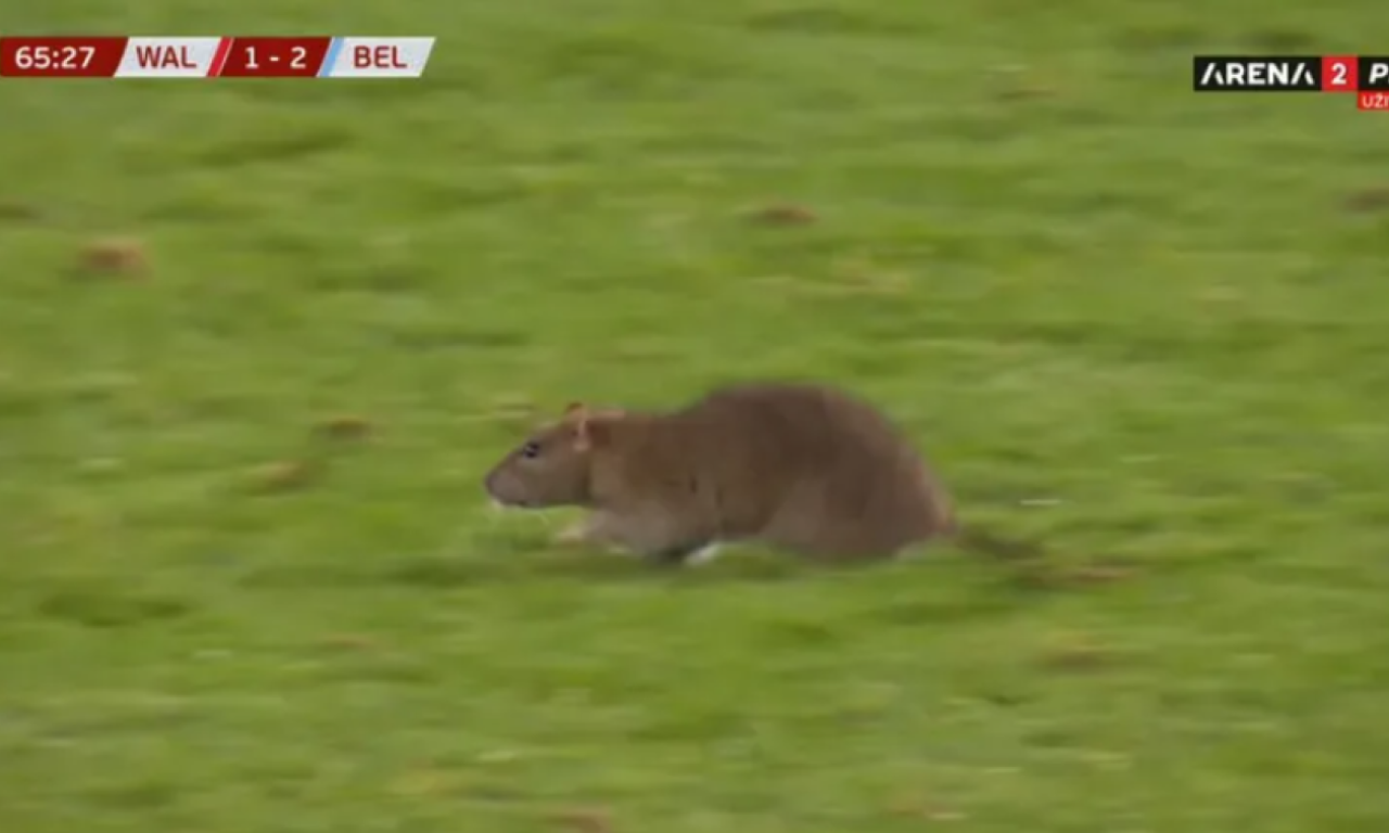 ŽIVOTINJA PREKINULA MEČ Neverovatna scena na utakmici Vels - Belgija, navijači u šoku (VIDEO)