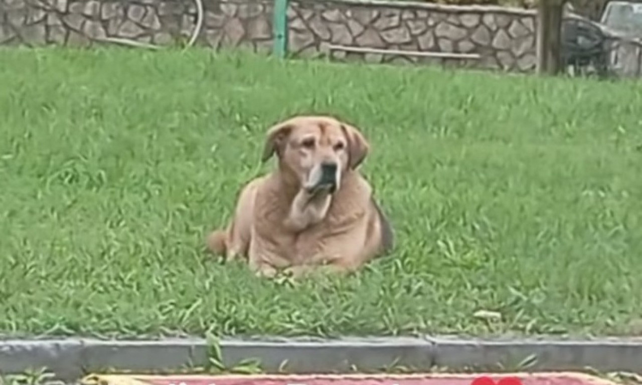 HALIDOV PAS DANIMA LEŽI I ODBIJA HRANU Pogledajte snimak Bendža koji je rasplakao region (VIDEO)