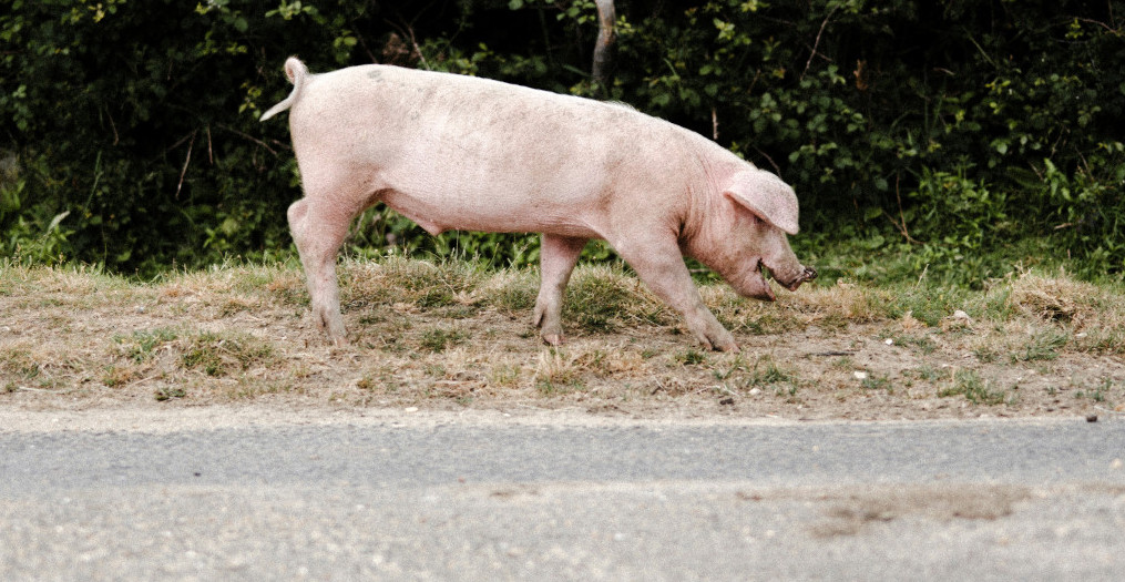 SVINJA IZ SLANKAMENA GOSPODSKI PRODEFILOVALA CENTROM Da li je ovo slučajnost ili ima veze sa oglasom sa Fejsbuka (VIDEO)