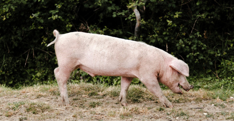 SVINJA IZ SLANKAMENA GOSPODSKI PRODEFILOVALA CENTROM Da li je ovo slučajnost ili ima veze sa oglasom sa Fejsbuka (VIDEO)