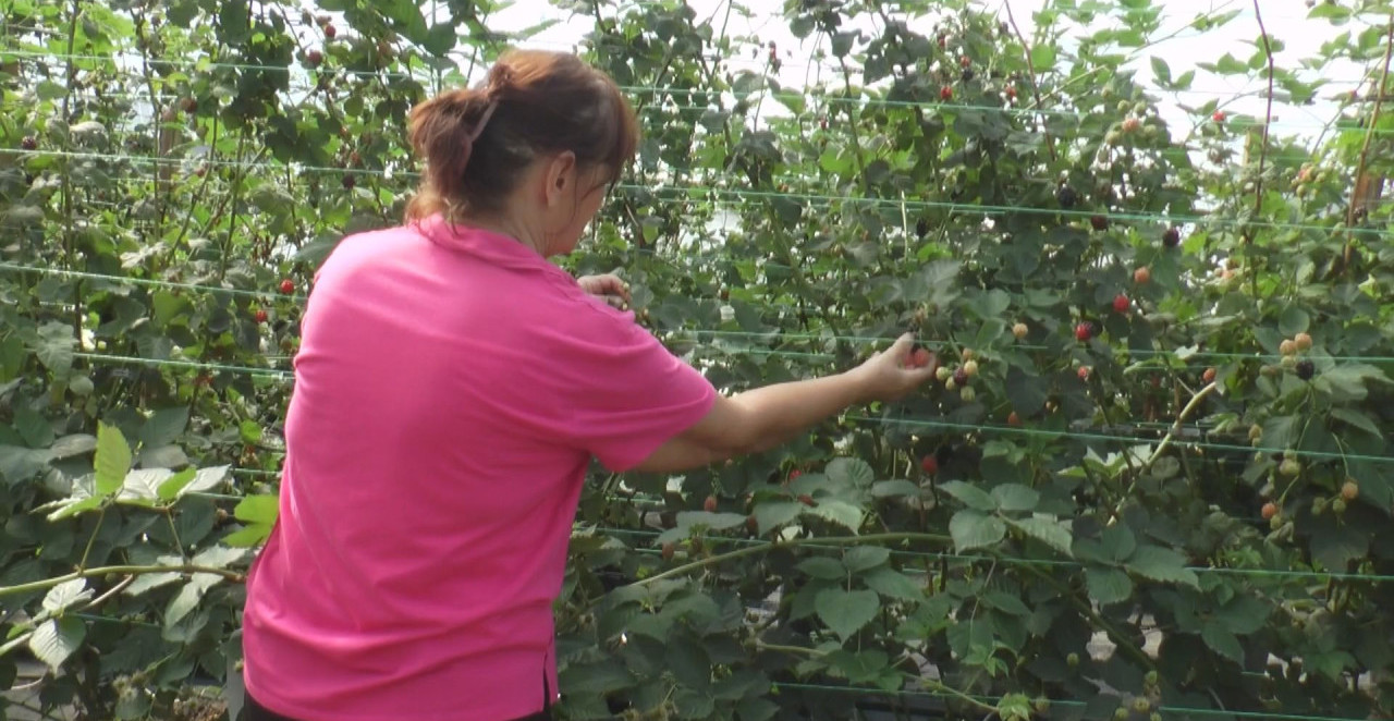 U OKTOBRU PUNE RUKE POSLA ZA BERAČE MALINA I KUPINA Radosavljevići ih uzgajaju u plasteniku, zaradu imaju sve do Božića