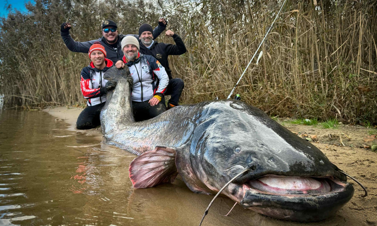OBOREN SVETSKI REKORD Ulovljen najveći som ikada, dugačak skoro tri metra (FOTO+VIDEO)