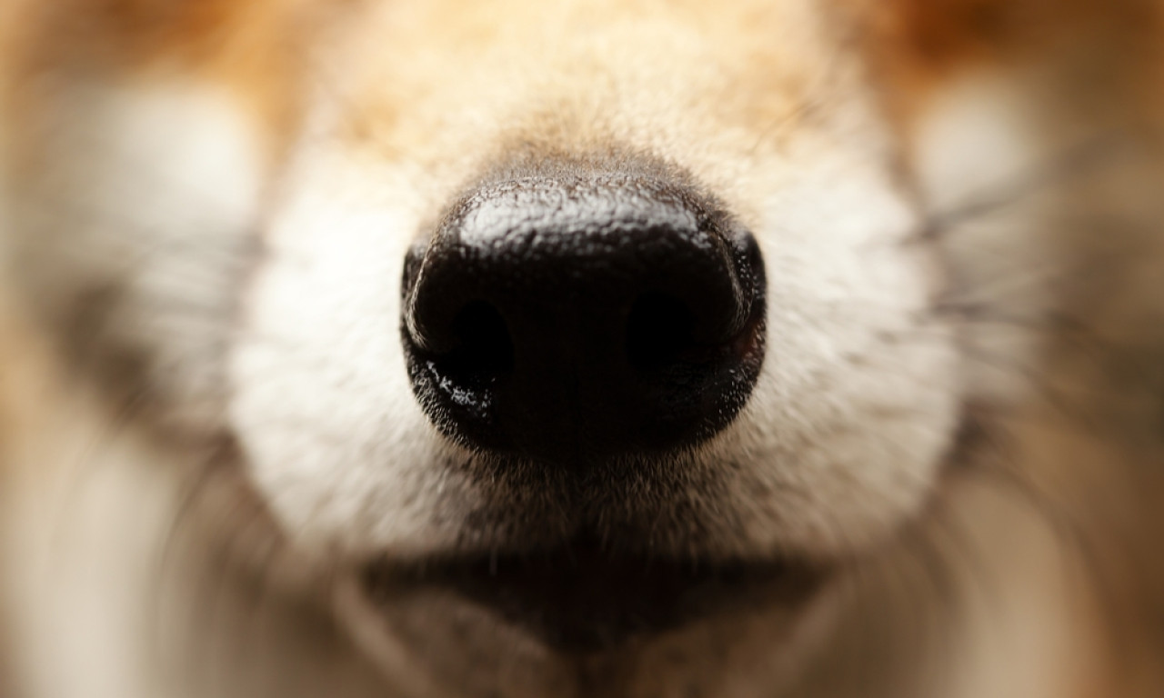 PRIZOR U NOVOM SADU ZGRANUO GRAĐANE Dezorjentisana divlja životinja šetala ispred tržnog centra! (VIDEO)