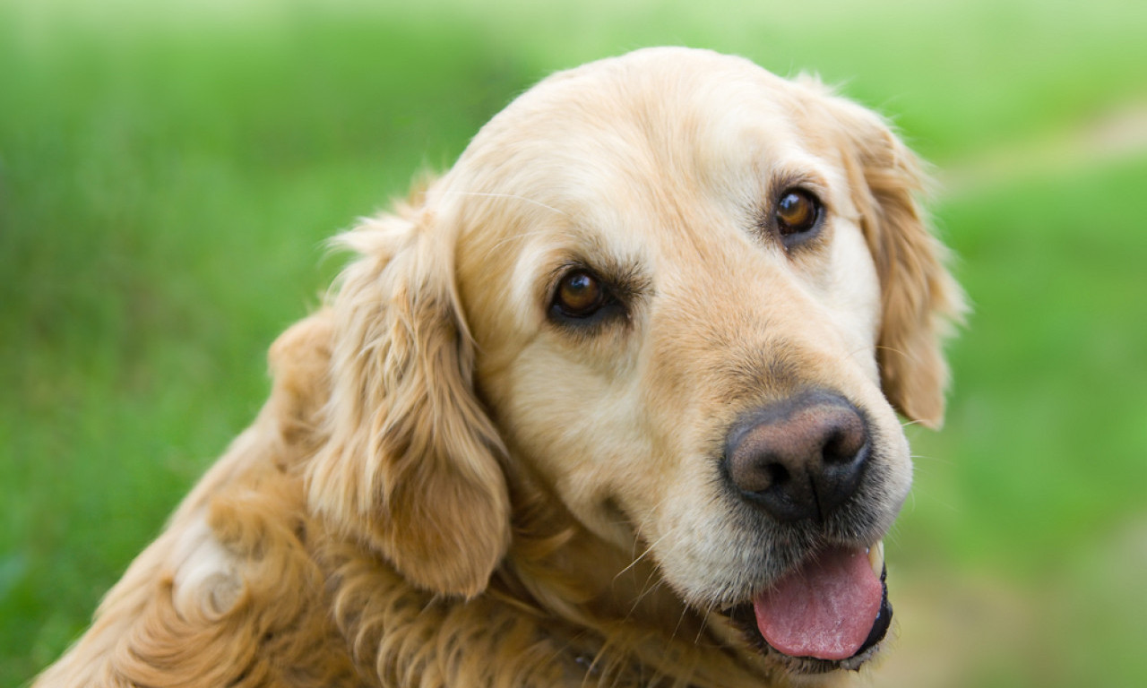 ŠTA BI VAŠ PAS URADIO: Pas čuvar doneo provalniku igračku umesto da ga otera