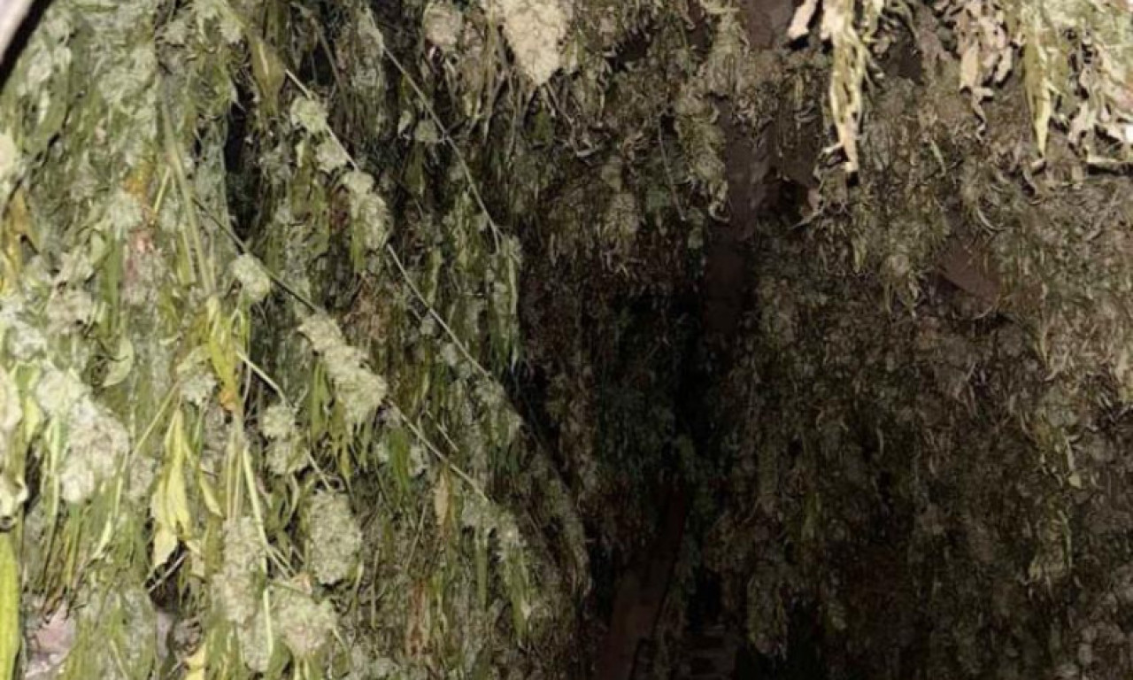 VELIKA MEĐUNARODNA AKCIJA POLICIJE: Uhapšeno osam osoba, zaplenjeno više hiljada stabala marihuane