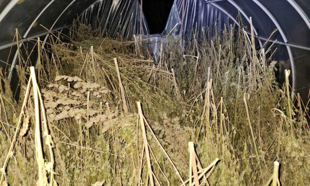 OGROMNA ZAPLENA MARIHUANE KOD LOZNICE Evo šta je sve pronađeno kod muškarca (61), oglasio se ministar Dačić (FOTO)