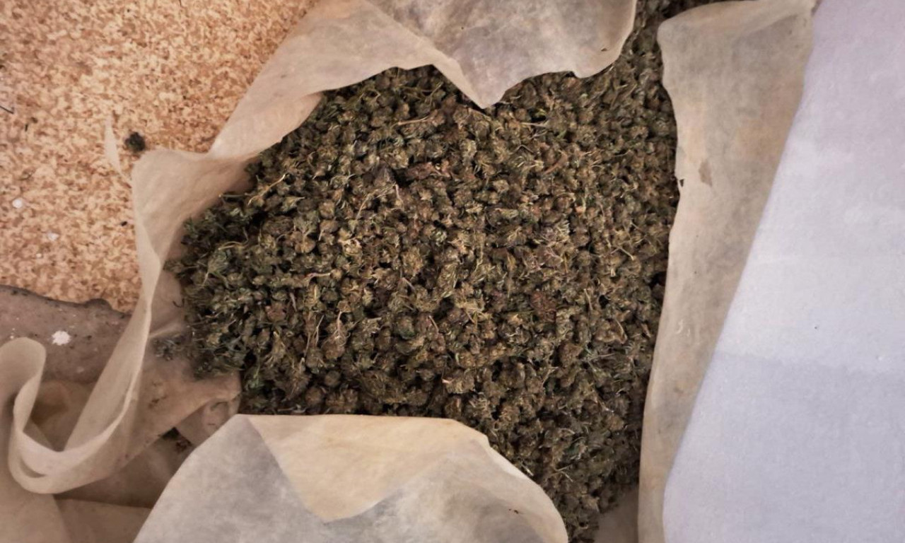 ZAPLENJENO VIŠE OD 350 KILOGRAMA MARIHUANE Nove informacije o velikoj akciji policije kod Loznice (FOTO)