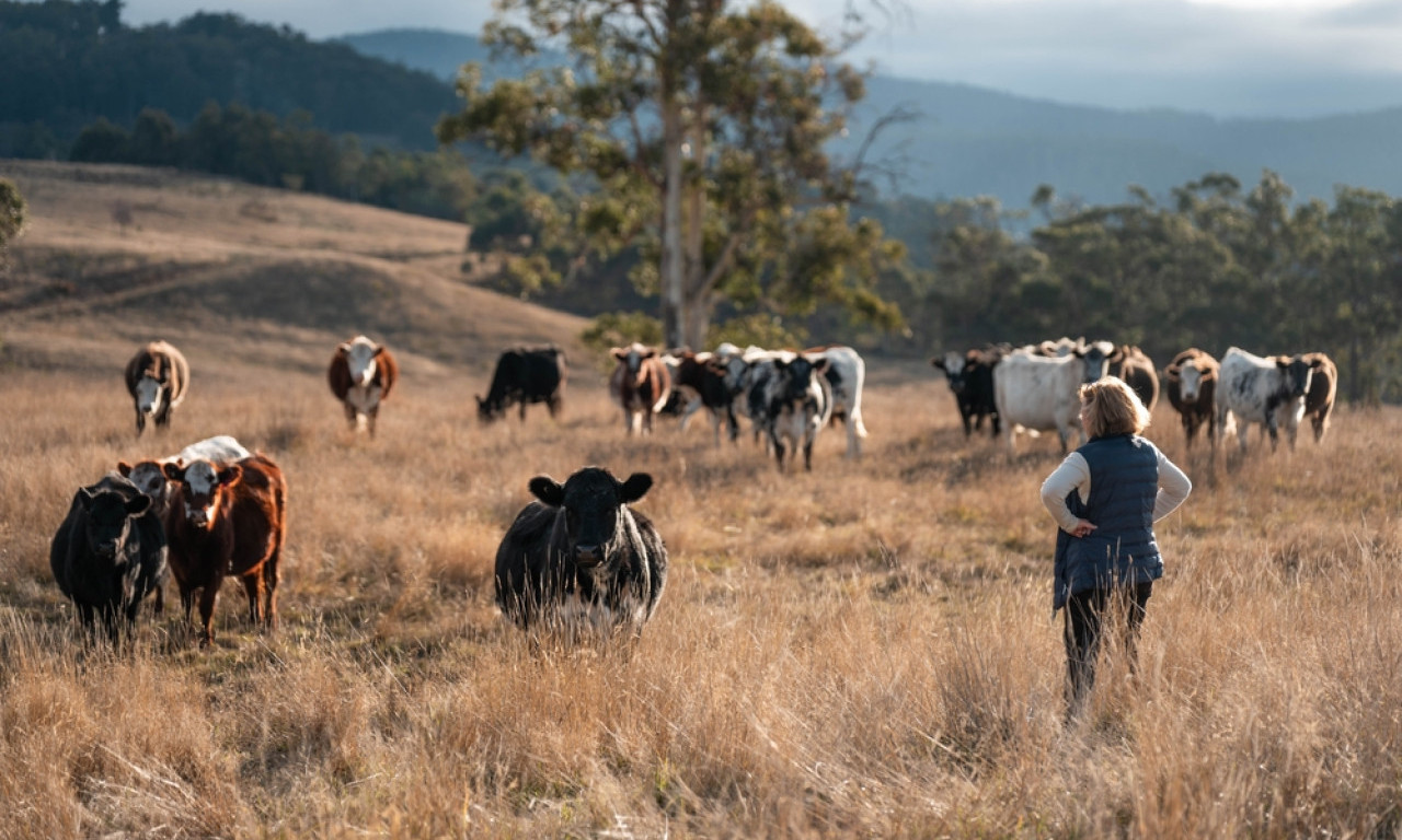 POTVRĐEN ANTRAKS! Zarazna bolest pali alarme u Šipovu