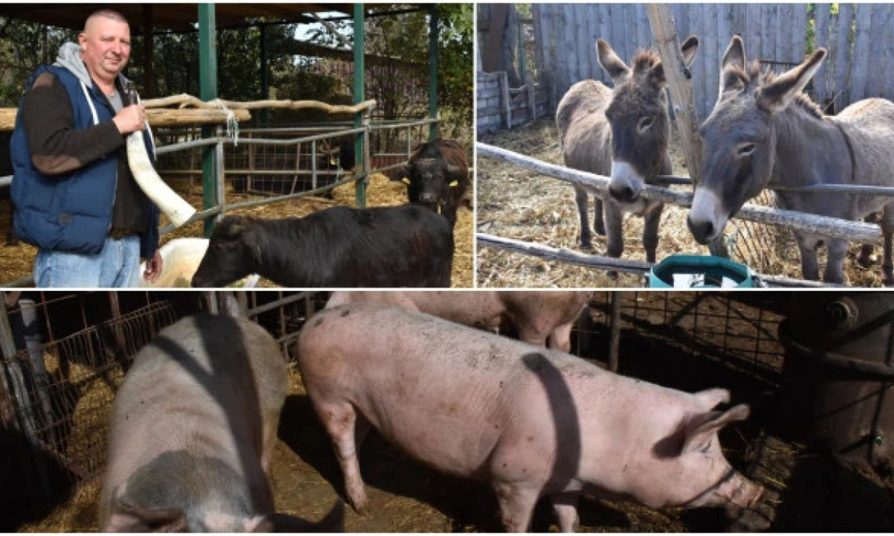NA FARMI U FEKETIĆU NASTAJE PRAVO ČUDO: Jožef pravi mocarelu od mleka životinje koje nikad ne biste očekivali! (FOTO)