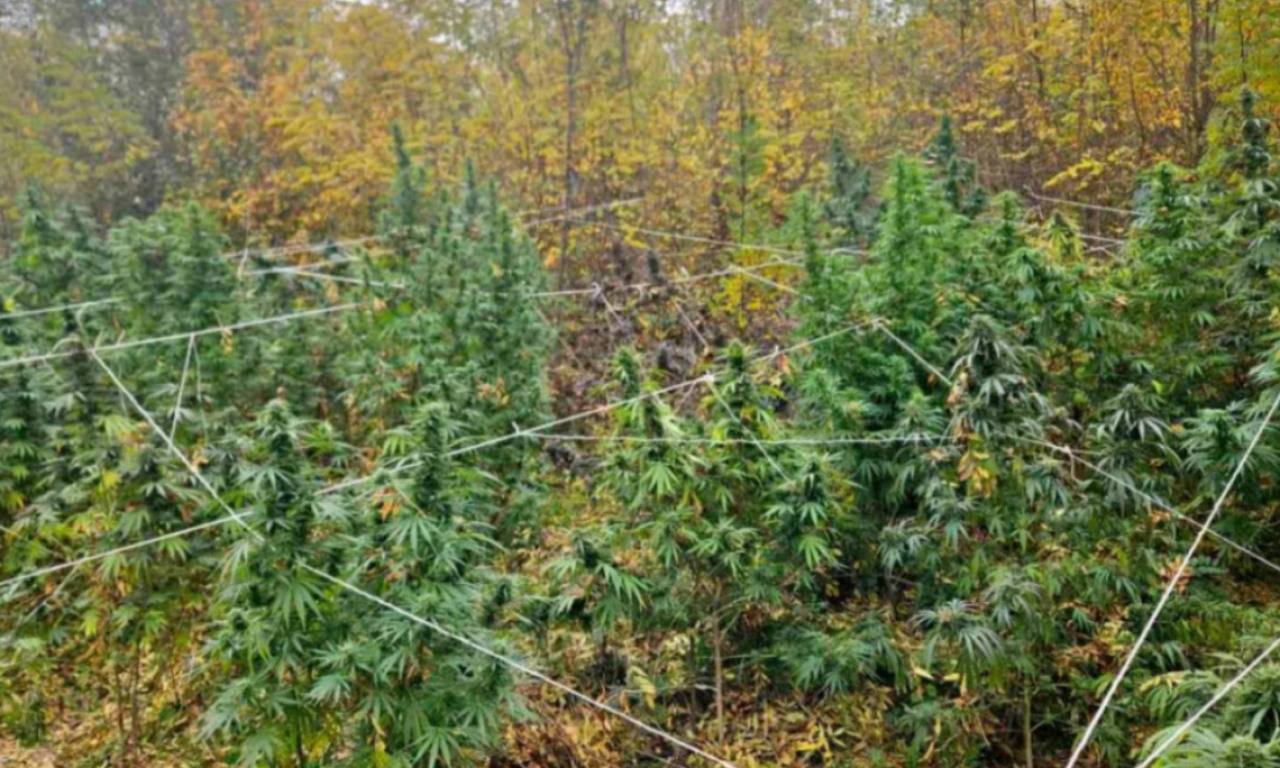 UHAPŠENI ZBOG 37 STABLJIKA KANABISA Na tavanu domaćinstva u Kruševcu pronađen i kokain