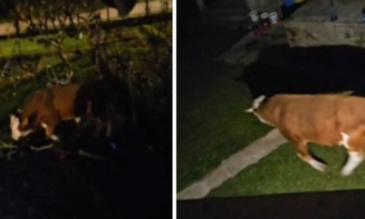 STRAH SE ŠIRI MEĐU MEŠTANIMA Životinja luta i ulazi u dvorišta: "Ta rika kao da je iz pakla, videla se krv" (VIDEO)
