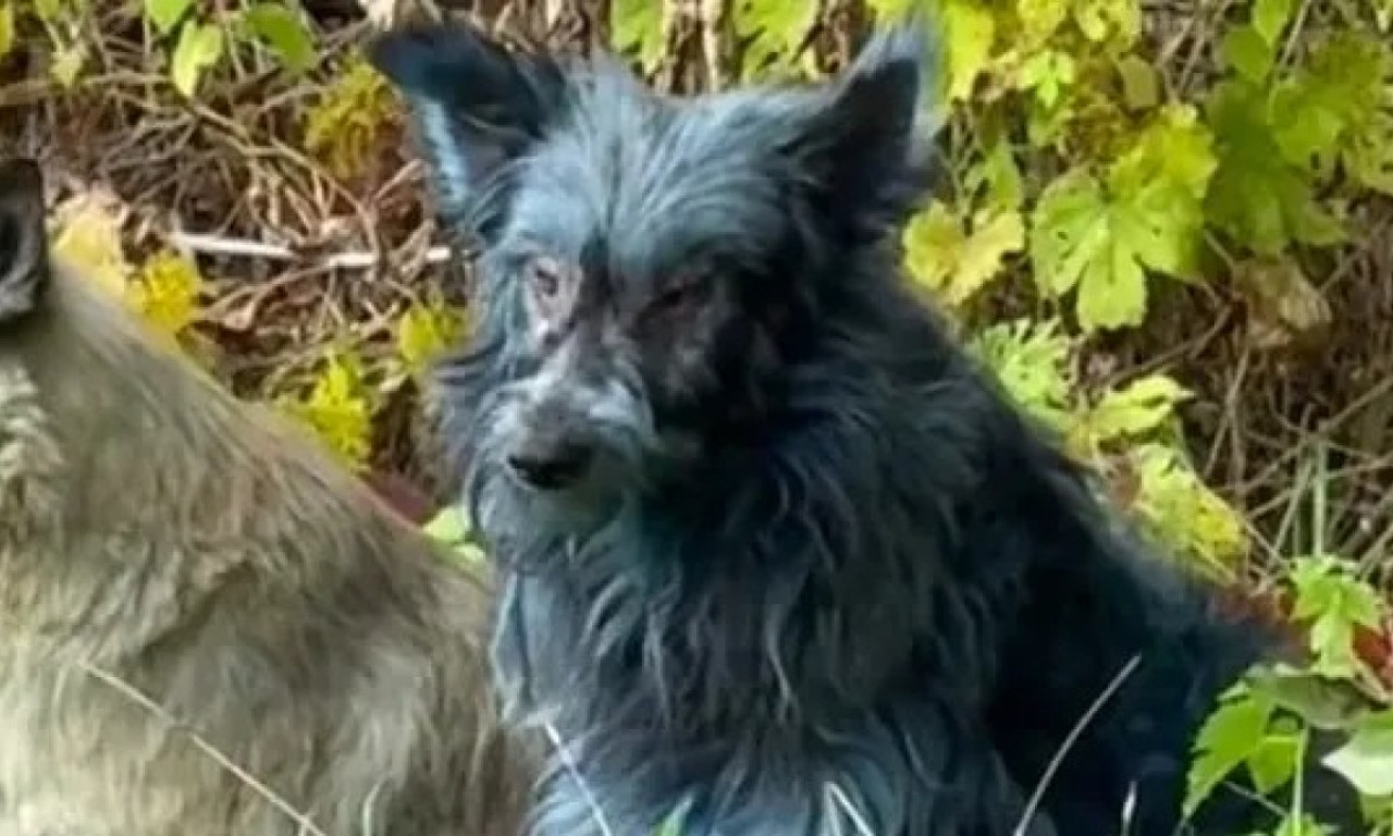 KAKVI SU OVO PSI U ČERNOBILJU? Čuvari životinja šokirani otkrićem: "Nismo sigurni šta se tačno dešava" (VIDEO)