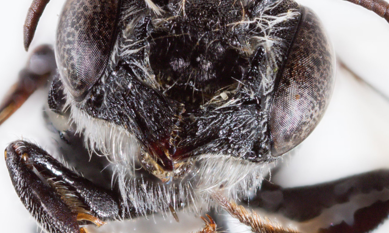 OTKRIVENA NOVA VRSTA PČELE - NAZVANA JE LUCIFER! Kada vidite kako izgleda shvatićete i zašto (FOTO)