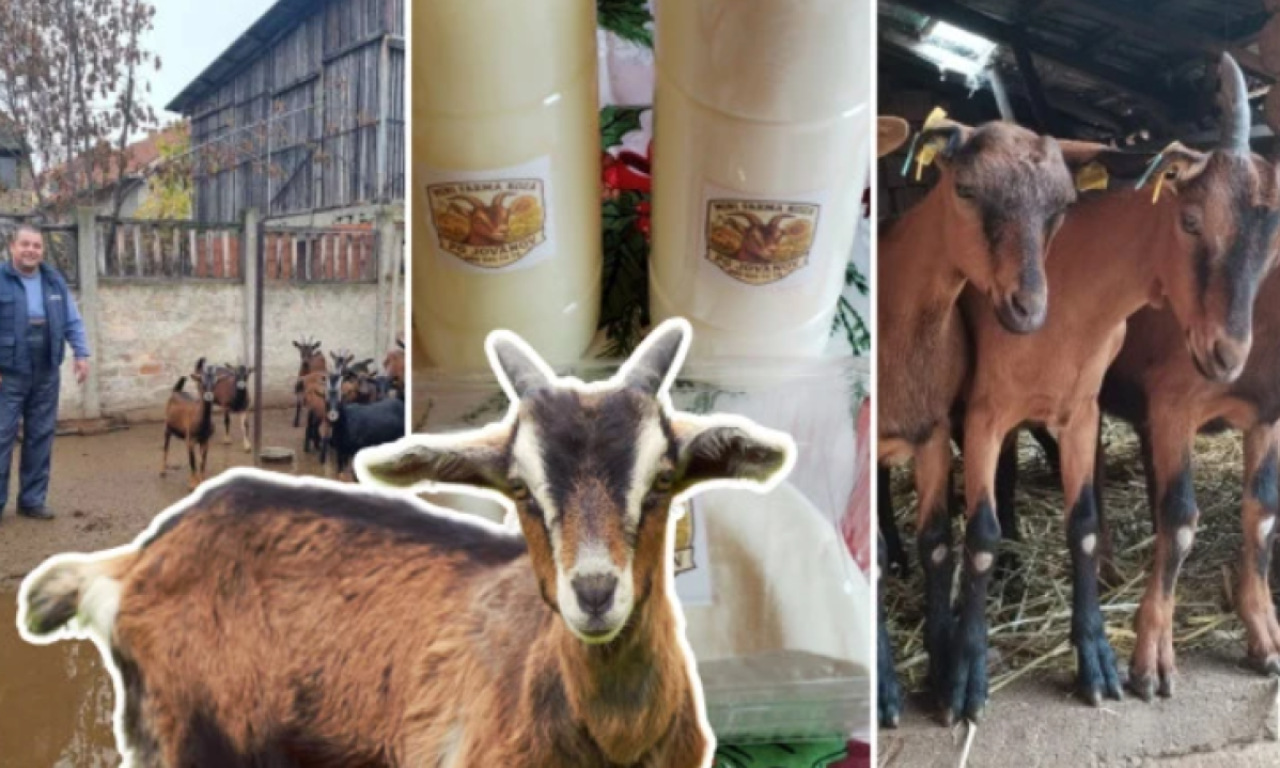 SVE JE POČELO KAO SPAS ZA DETE: Porodica Jovanov kupila dve koze, a onda je biznis iznenada eksplodirao