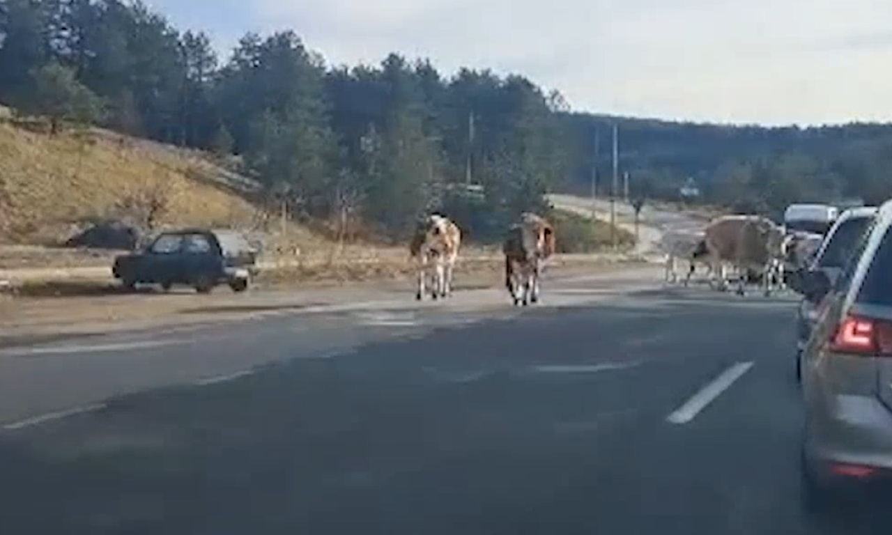 KRAVE NAPRAVILE KOLAPS KOD ZLATIBORA Pogledajte ovaj haos: "Saobraćaj je stao!" (VIDEO)