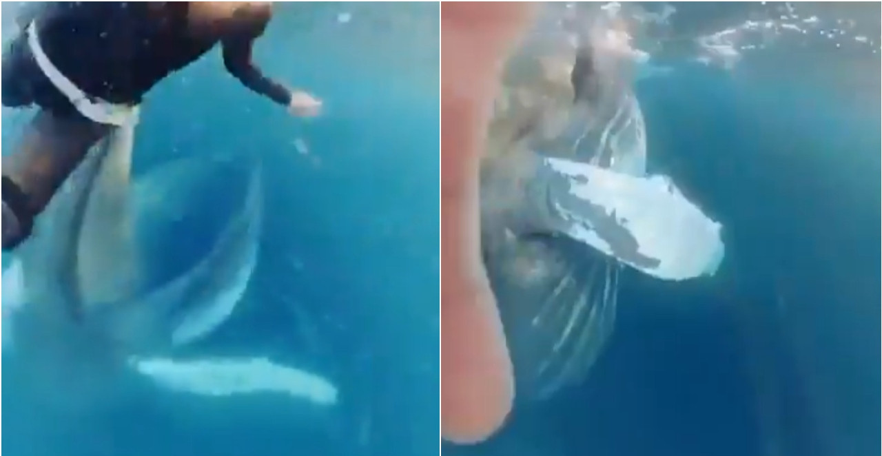 UŽIVALA U MIRNOM MORU, A ONDA SE IZ TAME POJAVIO DIV OD 180 TONA: Izbegla tragediju u sekundi (VIDEO)