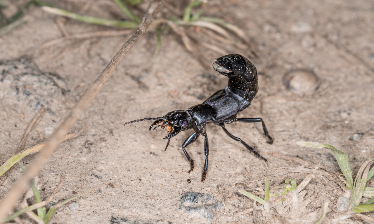 PANIKA U NOVOM SADU! Đavolja buba izazvala haos među građanima: "Jede čak i manje zmije" (FOTO)