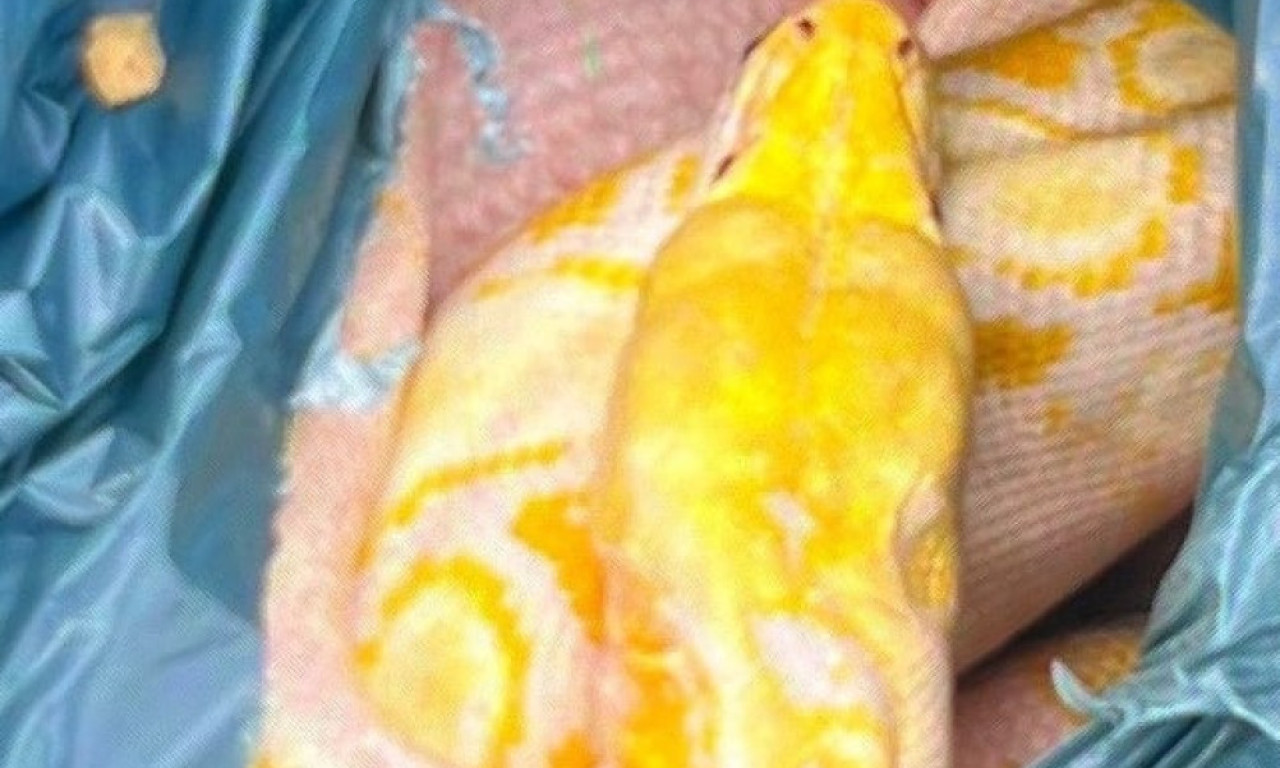 ŠOK OTKRIĆE U KONTEJNERU POLOVNE ROBE Prolaznik otvorio kesu, ono što je video unutra sledilo mu je krv u žilama (FOTO)