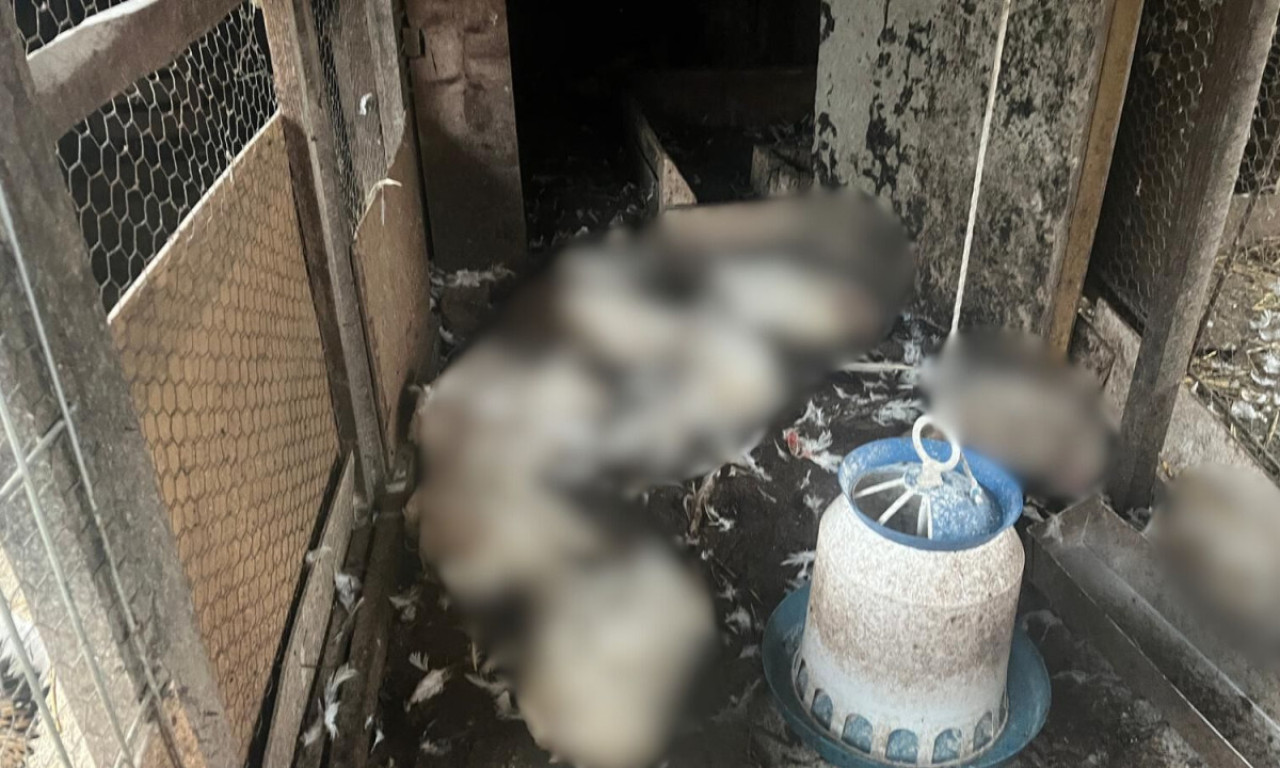 JEZA! PSI LUTALICE POKLALI CELU ŽIVINU Prizor u kokošinjcu kod Čačka ledi krv u žilama (FOTO)