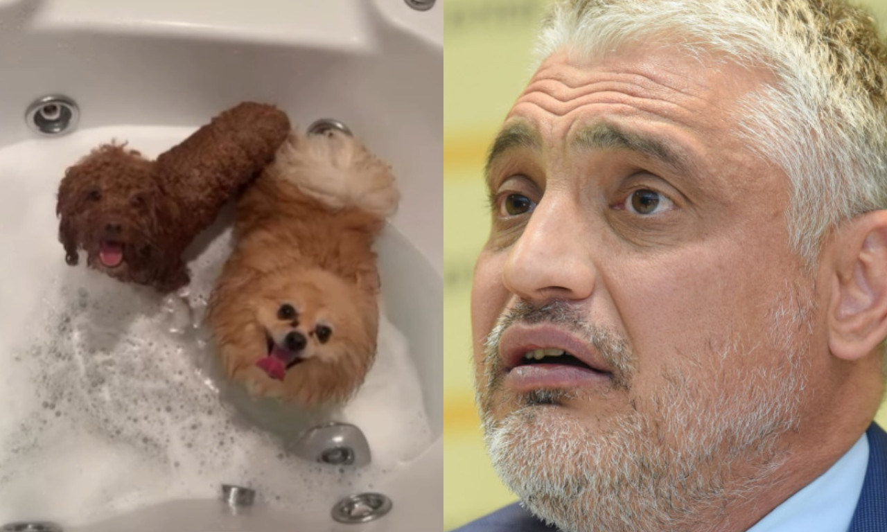 ČEDA JOVANOVIĆ KUPA PSE U ĐAKUZIJU: Napravio "spa za pufnice" - ljudi ne veruju šta vide (VIDEO)