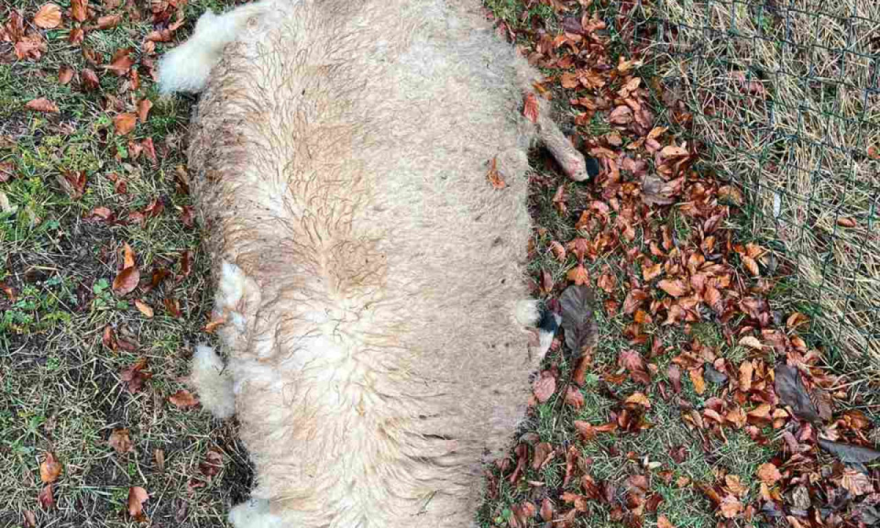 DECA SE PLAŠE DA IDU U ŠKOLU! Četiri ovce masakrirane u dvorištu: Građani Prijepolja strahuju za svaki sledeći dan (FOTO)