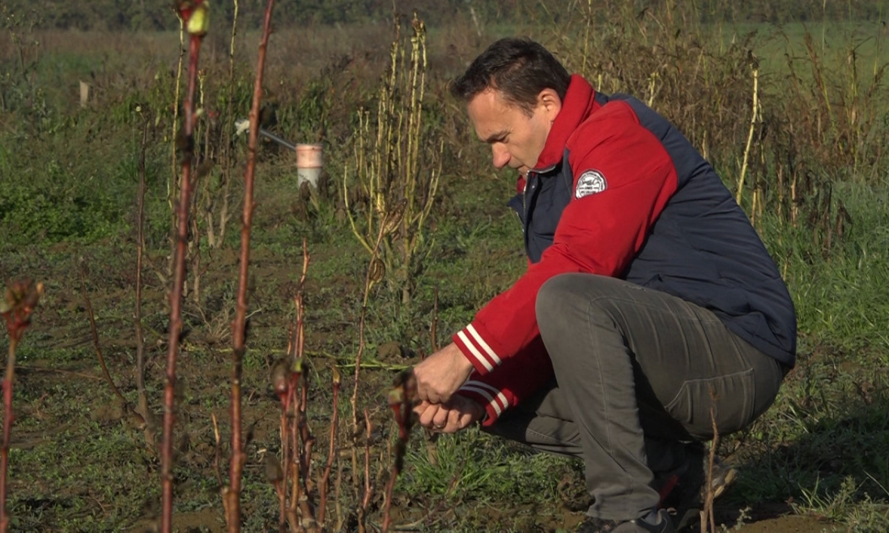 OD MAGIČNE BILJKE ZA BEGOVU ČORBU NAPRAVIO ELIKSIR Šta je lekovita bamija koju uzgaja Denis iz Šapca (FOTO)