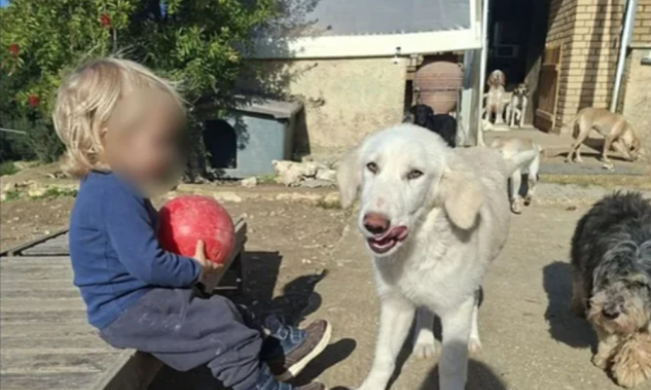 POTRESNA ISPOVEST MAJKE KOJOJ JE PITBUL RASTRGAO DETE (2): "Sve se desilo za 30 sekundi, bio je uplašen" (VIDEO)