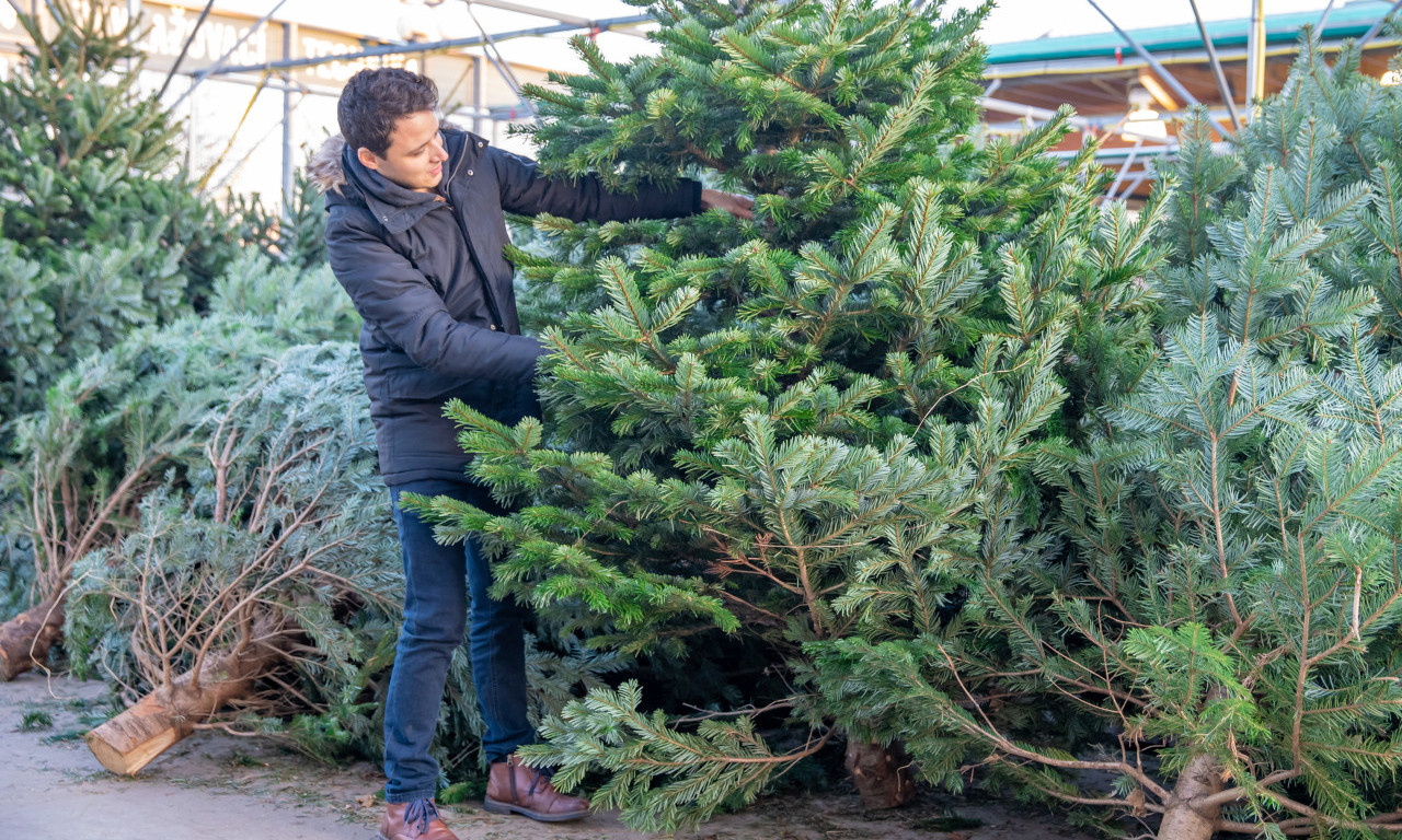 NOVOGODIŠNJE JELKE I DEKORACIJE 2025. Pogledajte koliko ćete zapravo platiti da vam dom bude ukrašen za praznike