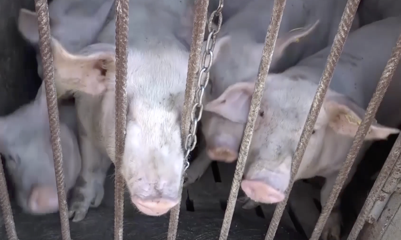 OTKUD MRTVE SVINJE U BOGATIĆU? Hitno se oglasili iz Ministarstva i sve objasnili