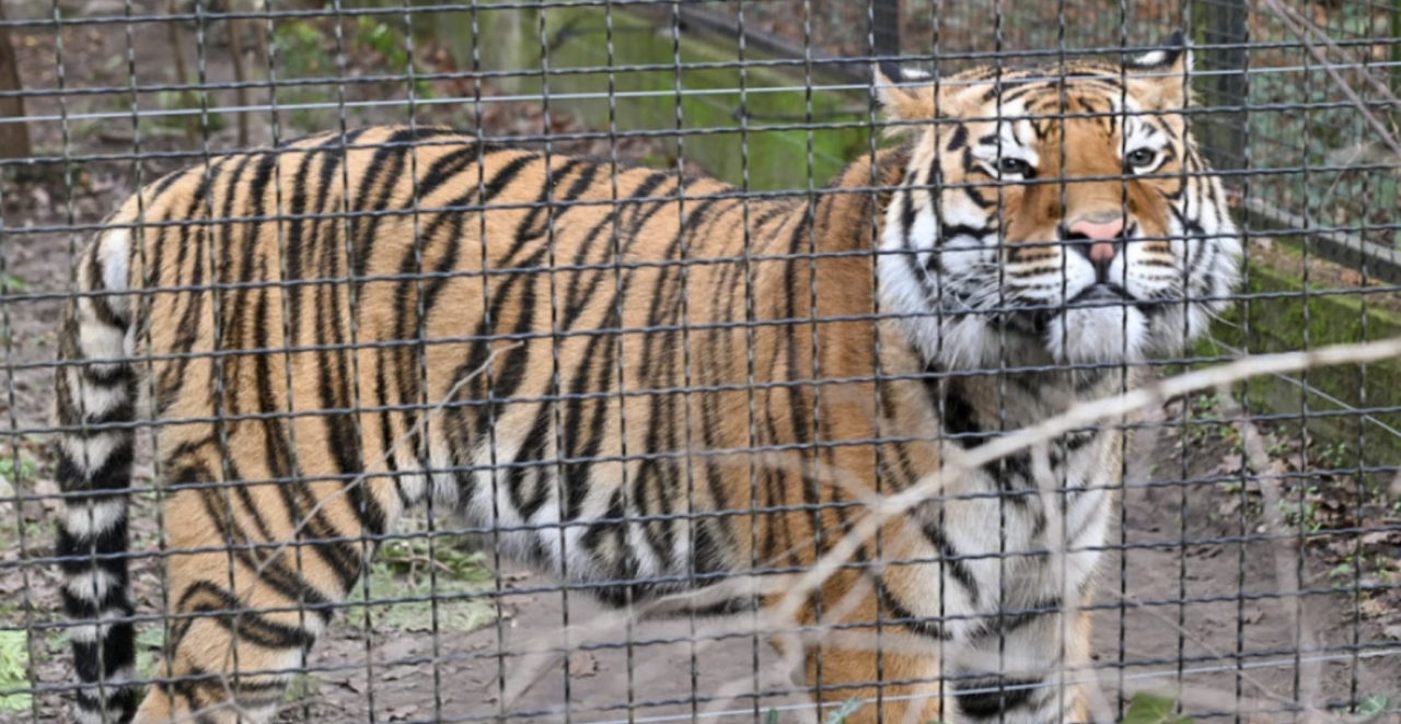 UŠAO U OGRAĐEN DEO PA IZVUKAO DEBLJI KRAJ: Muškarca napao tigar u zoo-vrtu u Engleskoj