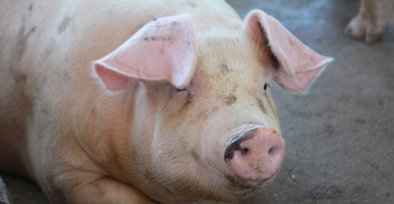 PORASTAO BROJ SVINJA U HRVATSKOJ: Ne opada broj muznih krava, kažu u DZS