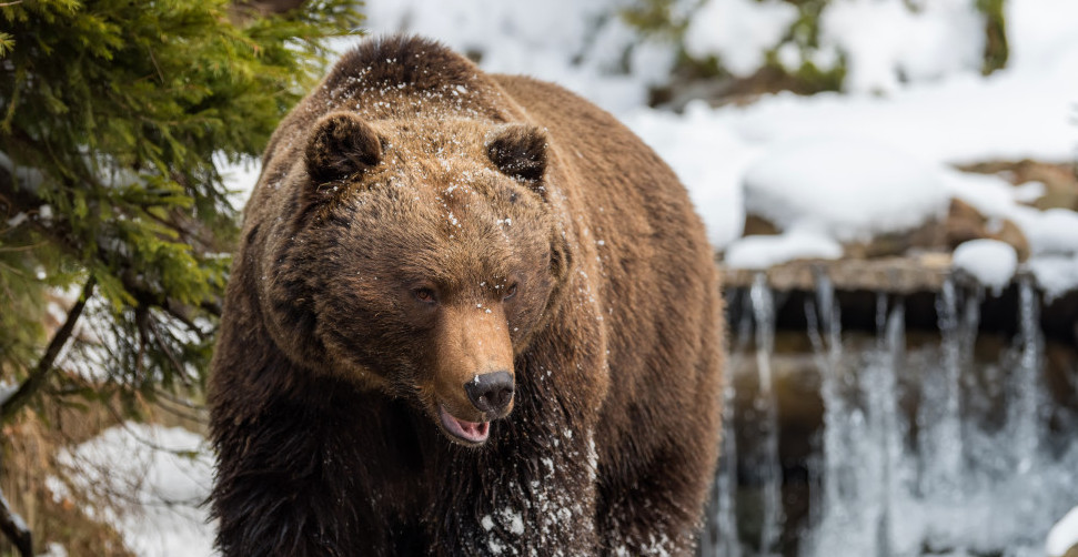 MRKI MEDVEDI VIĐENI NA TARI Šunjaju se usred noći - kamere sve snimile! Svi se pitaju isto (VIDEO)