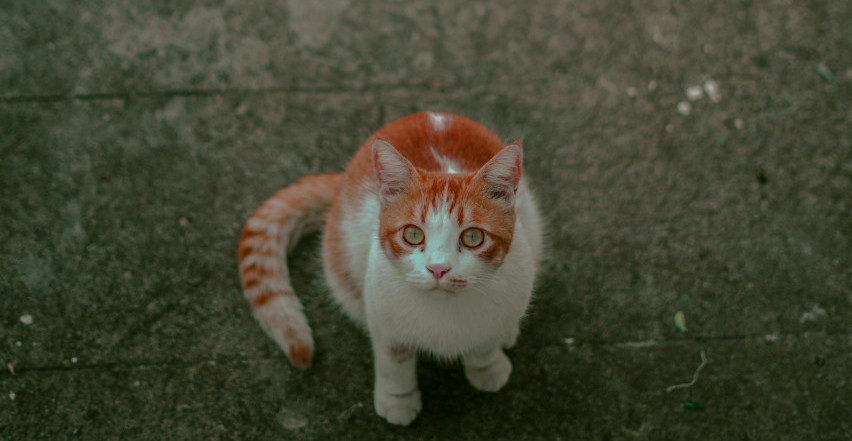 DECA STAVILA MAČKI PETARDU U USTA U INĐIJI! Monstruozan čin koji je zgrozio Srbiju, životinja uginula u najgorim mukama