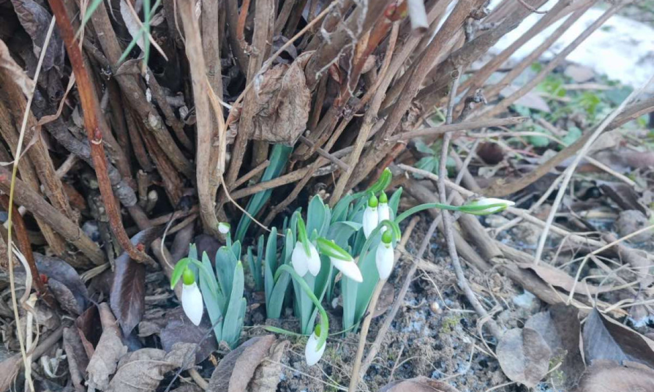 VISIBABE PROCVETALE PRERANO – STIŽE NAM PAKLENO LETO?! Evo šta priroda poručuje i zašto treba da se zabrinete