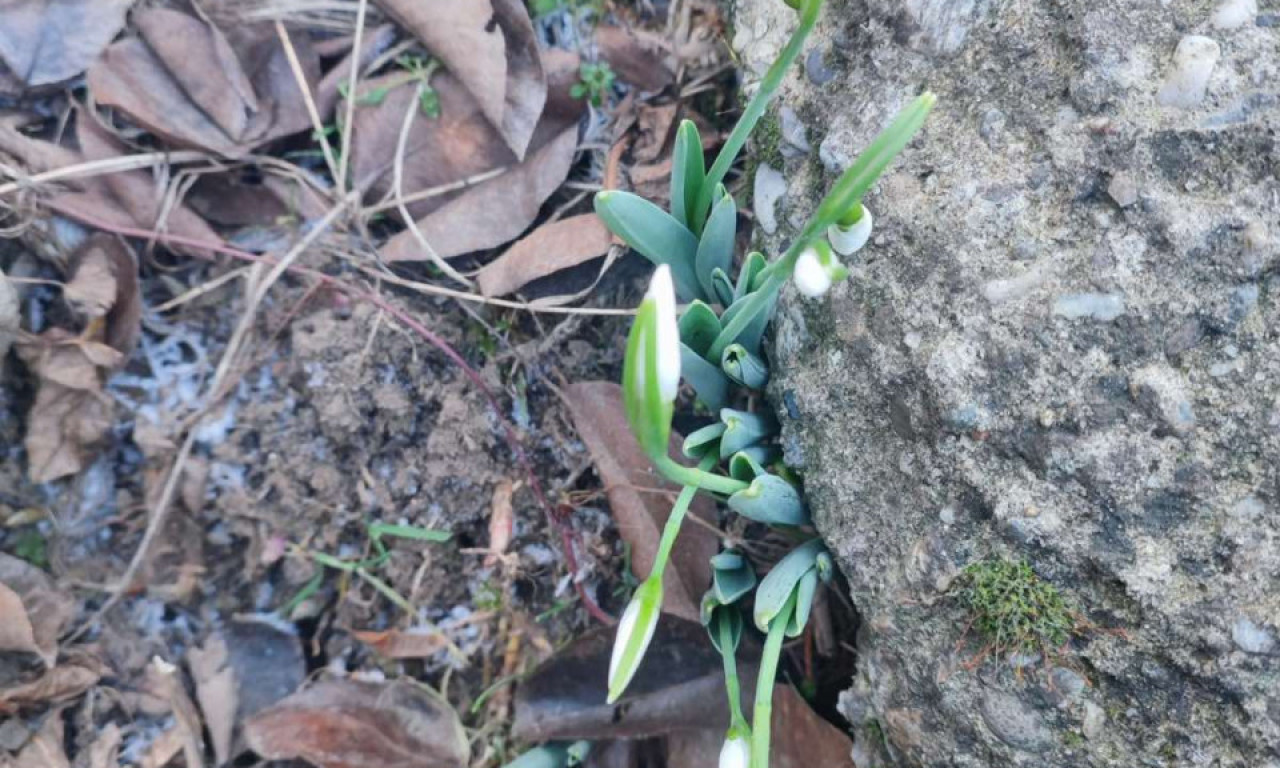 ČUDO U KRUŠEVCU! Zabeležen prizor koji je šokirao meštane (FOTO)