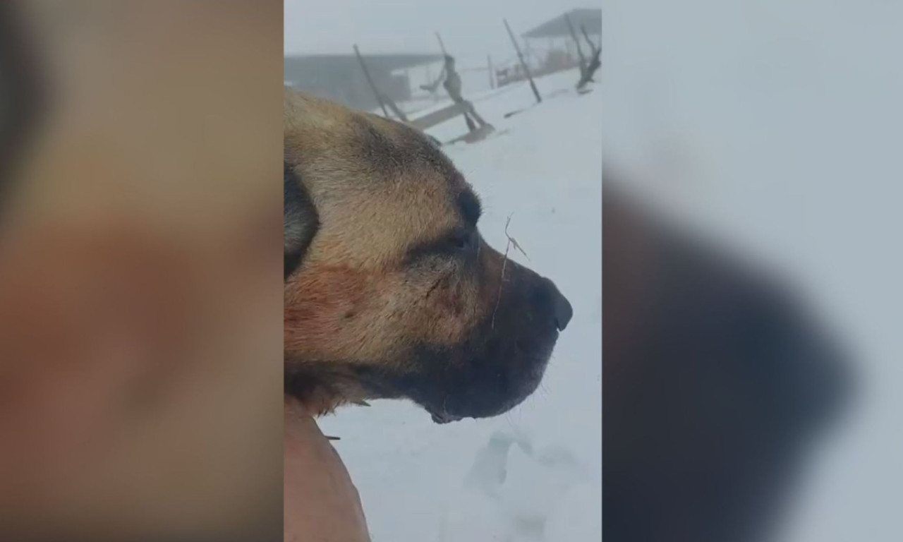 UZNEMIRUJUĆI VIDEO! Krvoločna borba na Pešteru: Pogledajte kako je kangal Ajaz spasio svoje ovce od vuka (FOTO)