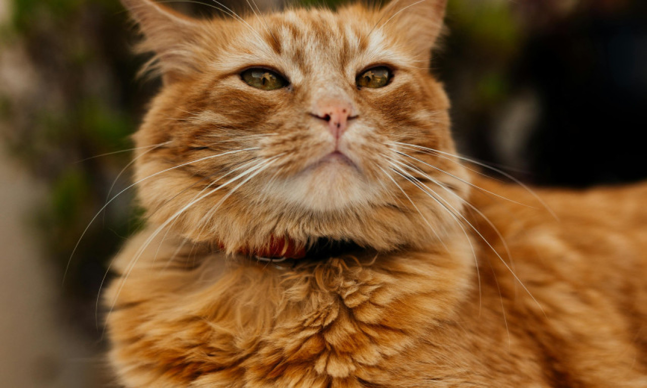 FIRMA ZAPOSLILA MAČKA KAO "MENADŽERA ZA EMOCIONALNU PODRŠKU" Ima pravo na nekoliko dremki, a evo šta su mu dnevna zaduženja