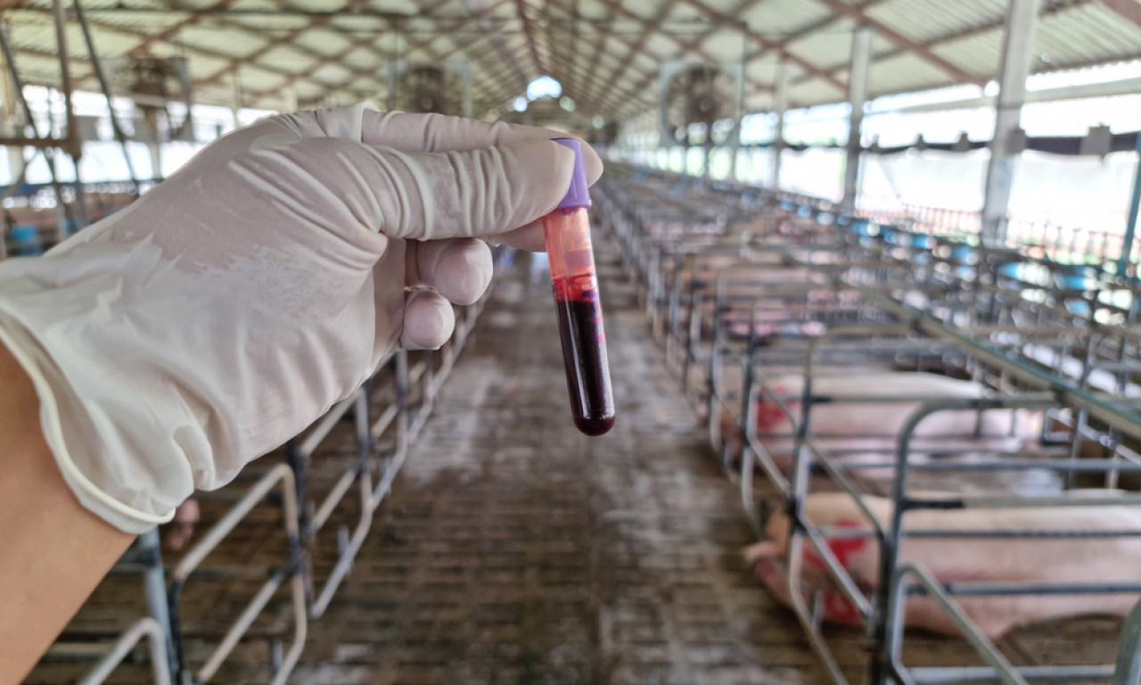 MINISTARSTVO SE OGLASILO POVODOM IZBIJANJA ZARAZE: AKS je naročito opasna bolest, ovako se širi virus